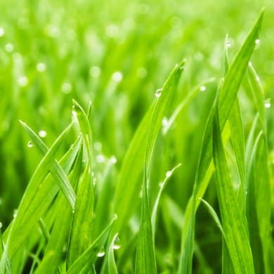 A stock photo of dewy grass in the sun